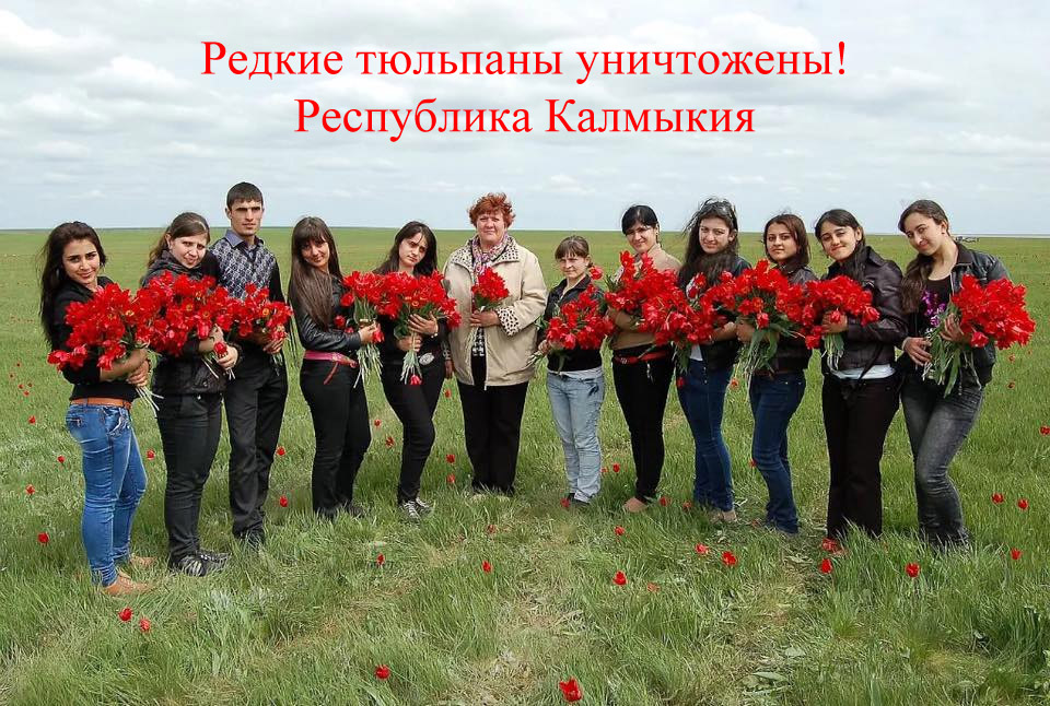 Тюльпаны Калмыкии
